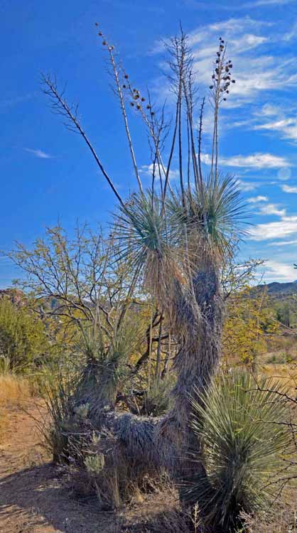 tree on hike